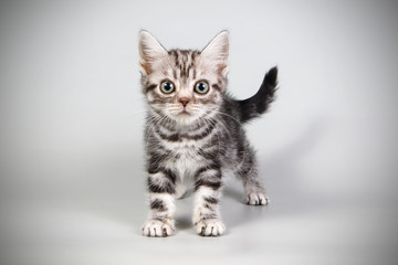 American shorthair cat on colored backgrounds