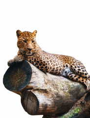 Jaguar isolated on a log
