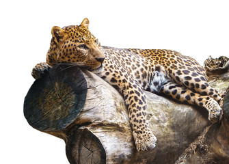 Jaguar isolated on a log