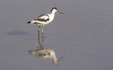 Avocet