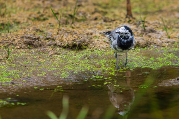 Juvenile white wagtail or Motacilla alba