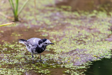 Juvenile white wagtail or Motacilla alba