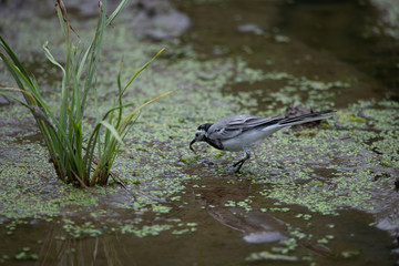 Juvenile white wagtail or Motacilla alba