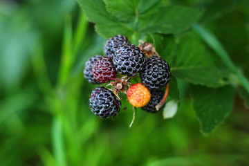 Black raspberry on bunch in the garden