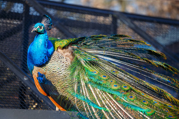 Obraz premium Portrait of a beautiful peacock with feathers