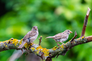 Closeup of sparrows on branches