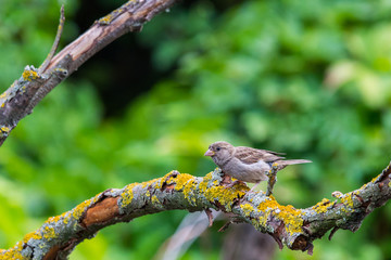 Closeup of sparrows on branches