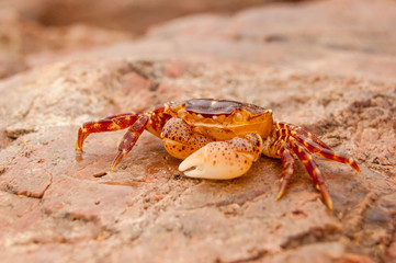 beautiful small brown-yellow crab on a stone near the sea
