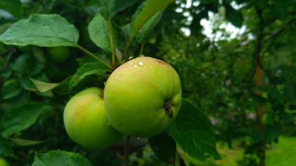 apples on tree