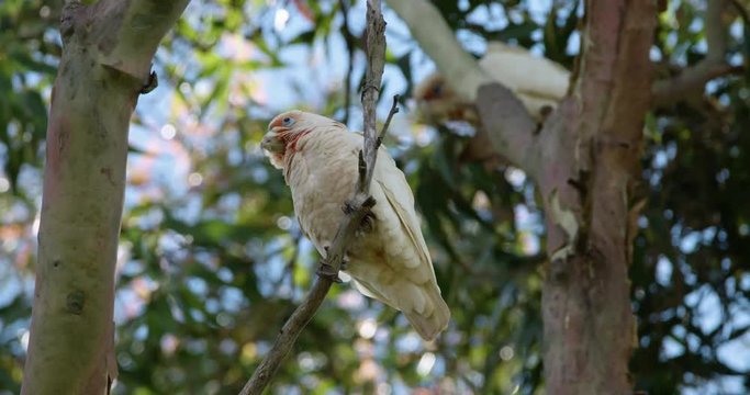 Australian Long Billed Corella turns around in gum tree in south-east Australia.