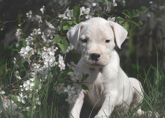 The sweet puppy Dogo Argentino standing in flowering trees