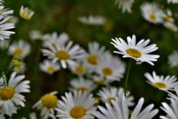 Obraz premium chamomile
