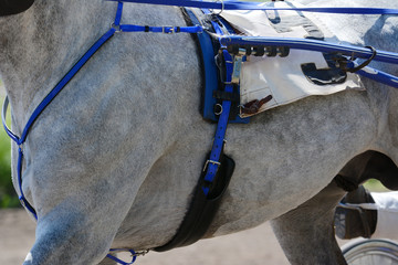 Harness horse racing in details. Part of horse trotter breed