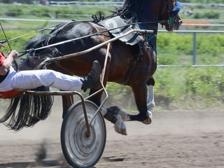 Part of horse trotter breed on the wrong move. Harness horse racing in details