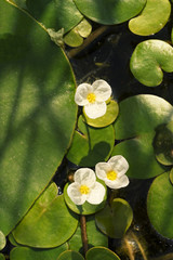 Floating Flower of frogbit (Hydrocharis morsus-ranae)  or European frog's-bit. A tiny white flowers...