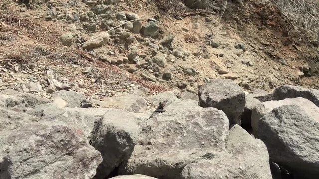 Gran-Canaria-Rieseneidechse, Kanareneidechse, Gekko 