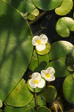 Floating Flower of frogbit (Hydrocharis morsus-ranae)  or European frog's-bit. A tiny white flowers on water surface