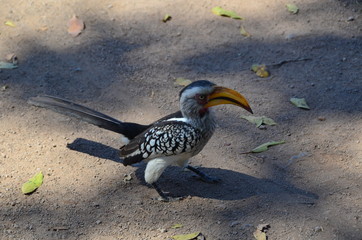 Volatile nel parco Kruger