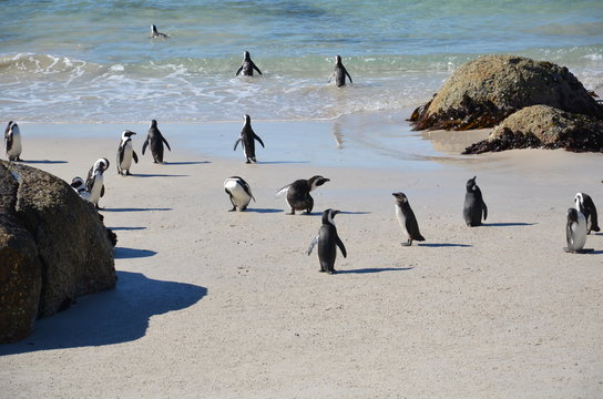 Pinguini africani
