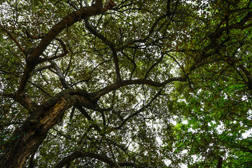 In the Middle of the Forest Tree