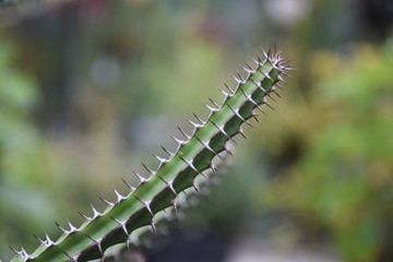 Stacheliger Kaktus in einem botanischen Garten
