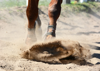 Legs of a sports horse on gallop in sand. Equestrian sport in details