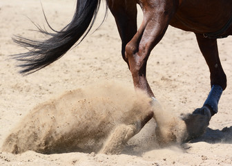 Legs of a sports horse on gallop in sand. Equestrian sport in details