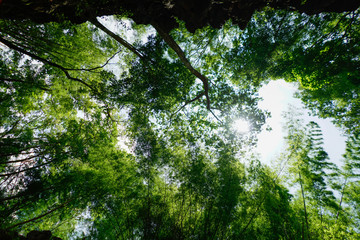 Fototapeta premium In the Middle of the Forest Tree