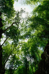 In the Middle of the Forest Tree