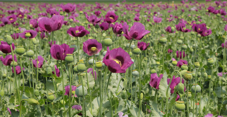 Field of opium poppy, Papaver somniferum
