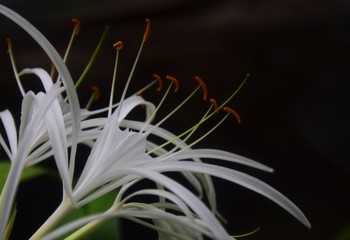 Weiße exotische Blüten in einem botanischen Garten