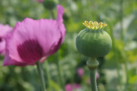 Opium poppy seed head and flower