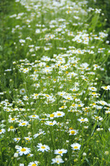 Flowers of white beautiful chamomiles. Summer flowers