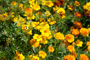 Marigold flowers in the garden