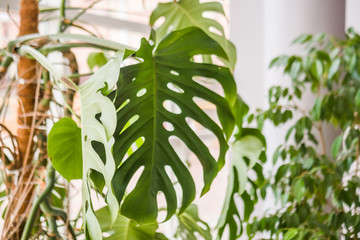 Naklejka premium Beautiful home plant philodendron, with large green leaves!