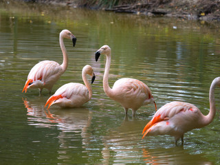 Flamants roses