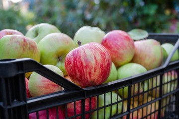 Red, yellow and green apples just picked from an orchard. Apples are in a plastic crate on the ground. Harvesting apples.