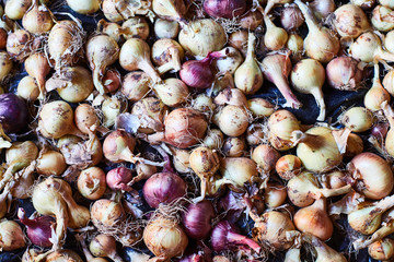 Scattered bulbs. Drying of the bulbs. 