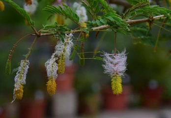 Weiße exotische Blüten in einem botanischen Garten