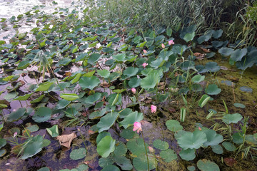 lot of flowering lotuses on the water