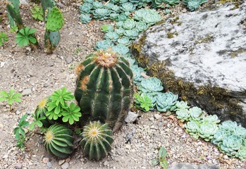 Stacheliger Kaktus in einem botanischen Garten