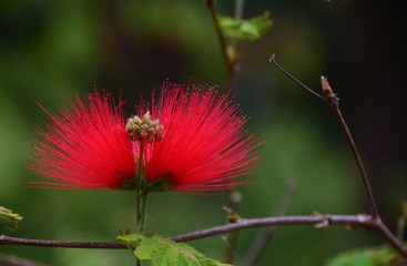 Rote Blüte einer Mimose Calliandra Tweedii an einem Baum in einem botanischen Garten