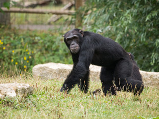 Chimpanzé à dos argenté
