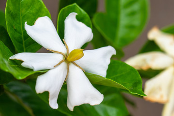 クチナシの花