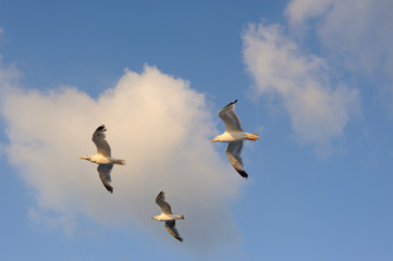 Seagulls flying against blue sky and white clouds in summer