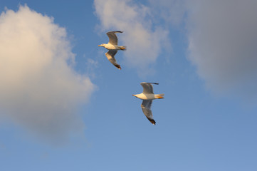 Seagulls flying against blue sky and white clouds in summer
