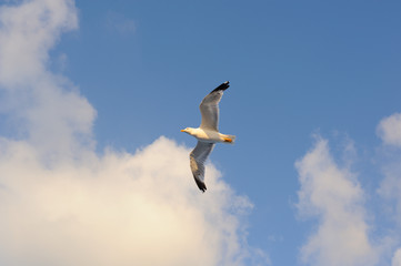 Fototapeta na wymiar Seagulls flying against blue sky and white clouds in summer