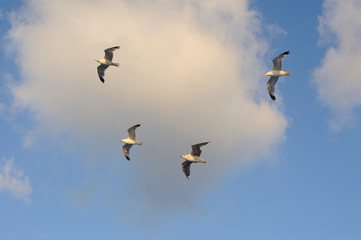 Seagulls flying against blue sky and white clouds in summer