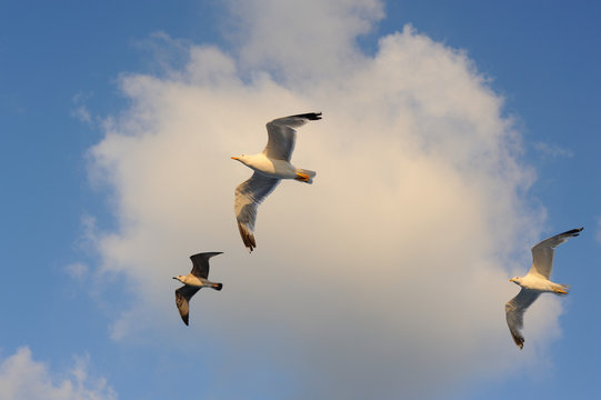 Seagulls flying against blue sky and white clouds in summer