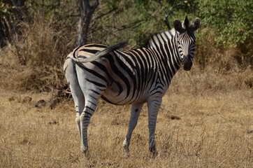 Zebra nel parco iSimangaliso 